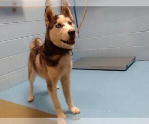 Siberian Husky Dogs for adoption in Moreno Valley, CA, USA