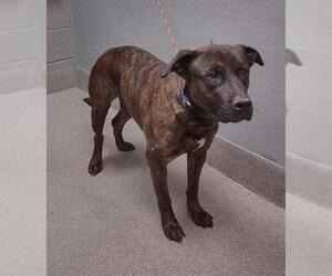 American Pit Bull Terrier-Unknown Mix Dogs for adoption in Las Vegas, NV, USA