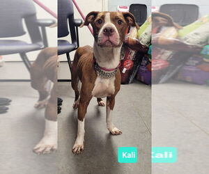 American Pit Bull Terrier-Labrador Retriever Mix Dogs for adoption in Richmond, IN, USA