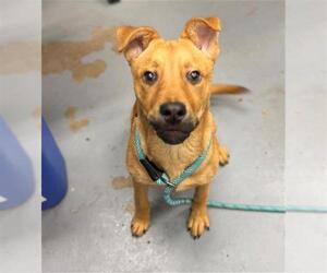 Labrador Retriever-Unknown Mix Dogs for adoption in Peoria, IL, USA
