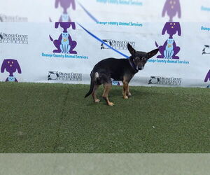 Miniature Pinscher-Unknown Mix Dogs for adoption in Orlando, FL, USA