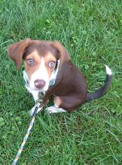 Medium Photo #1 Beagle-Unknown Mix Puppy For Sale in Flora, IL, USA