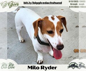 Dachshund Dogs for adoption in San Antonio, TX, USA