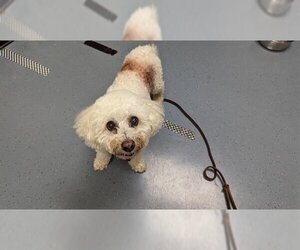 Bichon Frise Dogs for adoption in Denver, CO, USA