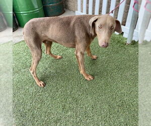 Doberman Pinscher Dogs for adoption in Modesto, CA, USA