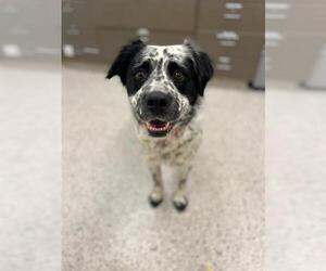 Border Collie-Unknown Mix Dogs for adoption in Brighton, CO, USA