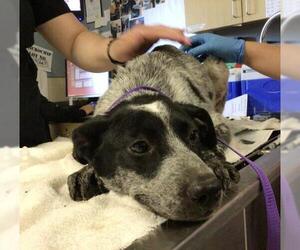 Mutt Dogs for adoption in Riverside, CA, USA