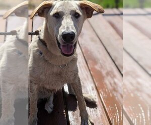 German Pinscher-Golden Retriever Mix Dogs for adoption in Fresno, CA, USA