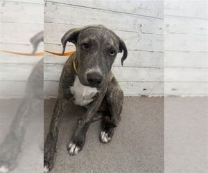 American Pit Bull Terrier-Unknown Mix Dogs for adoption in San Bernardino, CA, USA