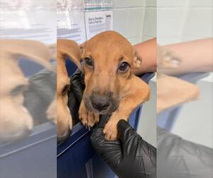 Labrador Retriever-Unknown Mix Dogs for adoption in Corpus Christi, TX, USA