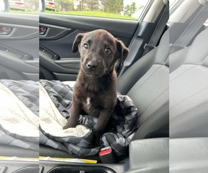 Retriever -Unknown Mix Dogs for adoption in Mechanicsburg, PA, USA