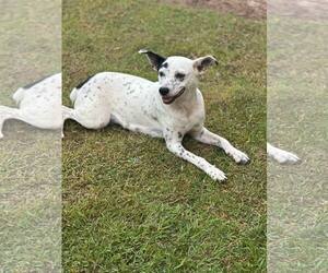 Dalmatian-Unknown Mix Dogs for adoption in Oakhurst, NJ, USA