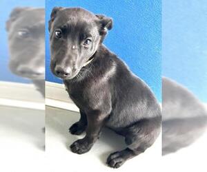 German Shepherd Dog-Unknown Mix Dogs for adoption in Visalia, CA, USA