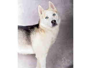 Siberian Husky Dogs for adoption in Salt Lake City, UT, USA