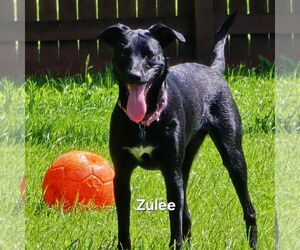 Mutt Dogs for adoption in Fargo, ND, USA