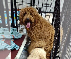 Goldendoodle (Miniature) Dogs for adoption in Mukwonago, WI, USA