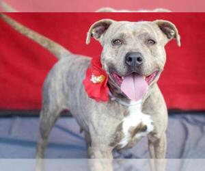 Bullboxer Pit Dogs for adoption in Pasadena, CA, USA
