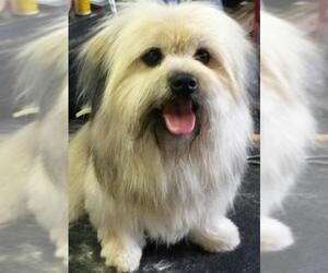 Lhasa Apso Dogs for adoption in Pipe Creek, TX, USA