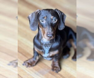 Dachshund Dogs for adoption in St. Louis Park, MN, USA