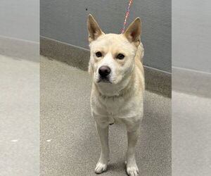 Akita-Unknown Mix Dogs for adoption in Las Vegas, NV, USA