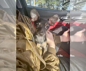 Chihuahua-Unknown Mix Dogs for adoption in Mooresville, NC, USA