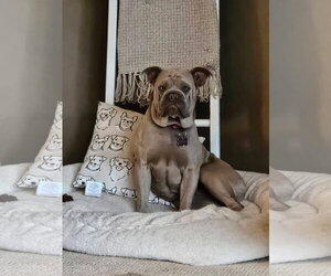 Medium Photo #1 Bulldog-Unknown Mix Puppy For Sale in New London, WI, USA