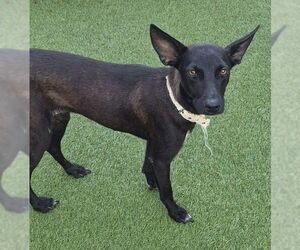 Mutt Dogs for adoption in Carrollton, TX, USA