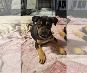 German Shepherd Dog-Unknown Mix Dogs for adoption in Mobile, AL, USA
