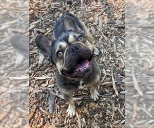French Bulldog Dogs for adoption in Fremont, CA, USA