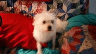Medium Photo #1 Mutt Puppy For Sale in Ft. Worth, TX, USA