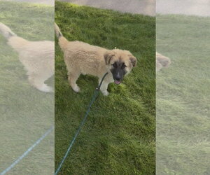 Anatolian Shepherd-Unknown Mix Dogs for adoption in Bountiful, UT, USA