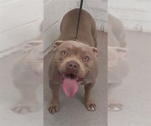 Mutt Dogs for adoption in San Bernardino, CA, USA