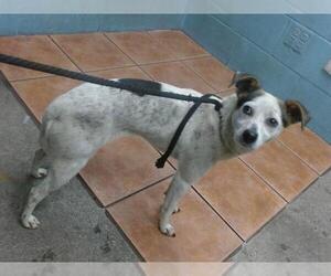 Mutt Dogs for adoption in Downey, CA, USA