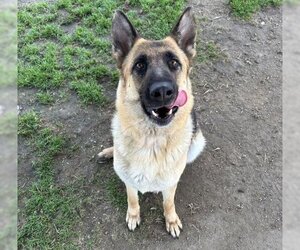 Small German Shepherd Dog