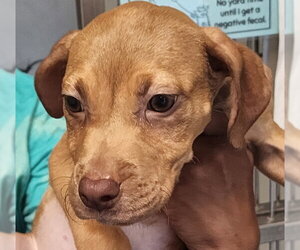 Mutt Dogs for adoption in Hilton Head, SC, USA