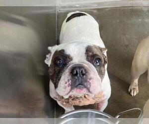 French Bulldog Dogs for adoption in Orange, CA, USA