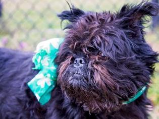 Brussels Griffon Dogs for adoption in Millersville, MD, USA