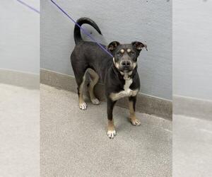 German Shepherd Dog-Unknown Mix Dogs for adoption in Las Vegas, NV, USA