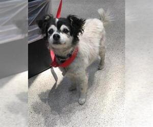 Chihuahua-Unknown Mix Dogs for adoption in Riverside, CA, USA