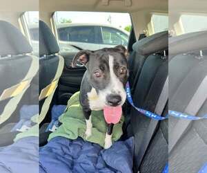 Mutt Dogs for adoption in Shreveport, LA, USA
