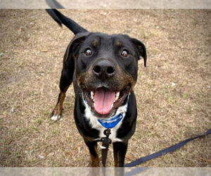 American Bulldog-Unknown Mix Dogs for adoption in Tavares, FL, USA