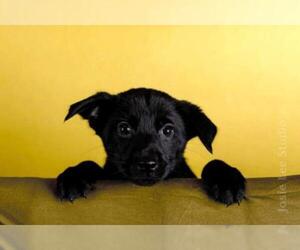 Australian Kelpie-Unknown Mix Dogs for adoption in Princeton, MN, USA