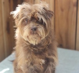 Medium Photo #1 Mutt Puppy For Sale in Apple Valley, CA, USA