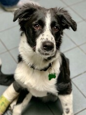 Border Collie Dogs for adoption in Oceanside, CA, USA