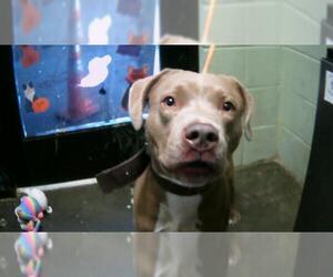 Mutt Dogs for adoption in Tulsa, OK, USA