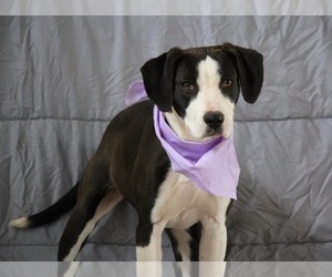 Feist Terrier-Unknown Mix Dogs for adoption in Minneapolis, MN, USA