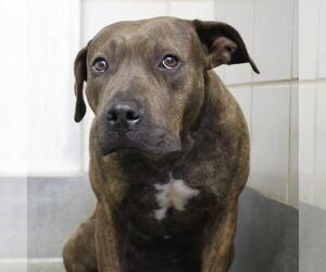 American Staffordshire Terrier-Unknown Mix Dogs for adoption in San Antonio, TX, USA