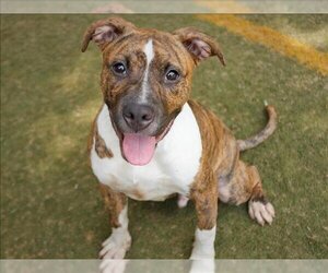 Bull-Boxer Dogs for adoption in Tallahassee, FL, USA