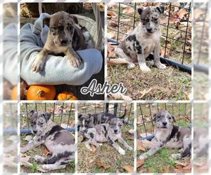 Sheprador Dogs for adoption in Blacksburg, SC, USA