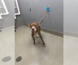 American Pit Bull Terrier-Unknown Mix Dogs for adoption in Las Vegas, NV, USA